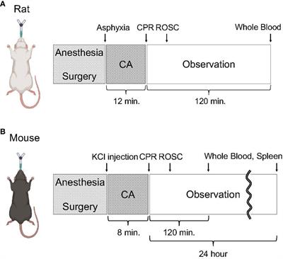 Immune cell expression patterns of CD39/CD73 ectonucleotidases in rodent models of cardiac arrest and resuscitation